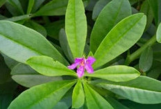 Mencegah Kelelahan dengan Tanaman Ginseng Jawa
