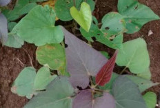 Daun Ubi Jalar Dapat Menjadi Solusi Alami untuk Menjaga Kesehatan Mata? Ini Faktanya 