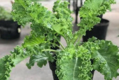Mengatasi Penuaan Dini dengan Mengonsumsi Sayur Kale