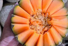 Bikin Penasaran, Ini 6 Manfaat Melon Untuk Kesehatan Yang Wajib Diketahui, Yuk Simak