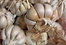 7 Manfaat Bawang Putih, Cocok Untuk Meningkatkan Kekebalan Tubuh Secara Alami 