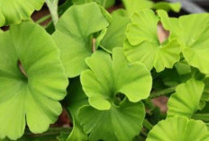 Mengatasi Sakit Kepala dengan Daun Ginkgo Biloba: Solusi Alami yang Menjanjikan