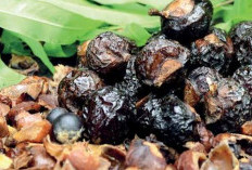 Buah Lerak: Deterjen Alami yang Ramah Lingkungan