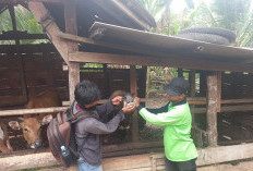 Stok Berlimpah, Warga Diimbau Selektif Pilih Hewan Kurban