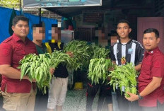 Dukung Program Ketahanan Pangan Nasional, Lapas Martapura Panen Sayuran 