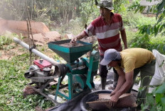 Harga Kopi di OKU Selatan Naik 