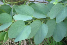 Manfaat Daun Bauhinia dalam Mengobati Diabetes: Solusi Herbal yang Menjanjikan