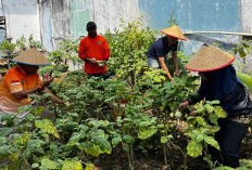 Kalapas Abas Pimpin Panen Raya Hingga Tanam Ulang Holtikultura, Dukung Asta Cita Ketahanan Pangan 