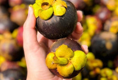 Simak, Manfaat Kulit Manggis bagi Kecantikan Kulit Wajah, Bantu Samarkan Noda Hitam 