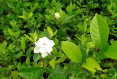 Benarkah Daun Kecapiring Ampuh Mengatasi Sembelit?, Ini Penjelasannya 