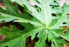 Sampo Berbasis Daun Pepaya, Efektif Mengatasi Uban