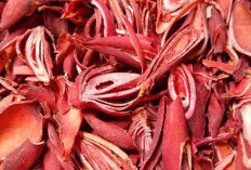 Selain Digunakan Sebagai Bumbu Masakan, Bawang Dayak Memiliki Berbagai Manfaat Kesehatan