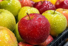 Selain Mengonsumsi Makanan Sehat, Ternyata Apel Bisa Menjadi Alternatif Menurunkan Kolesterol 