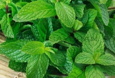 Obat Sakit Kepala, Daun Peppermint Ini Ampuh Dan Minim Efek Samping