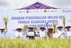 Sumsel Peringkat 3 Nasional Produsen Beras, Kini Jadi Kiblat Pangan Sumatera