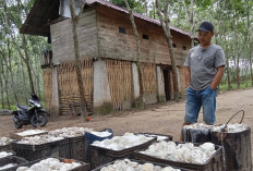 Harga Karet OKU Selatan Anjlok
