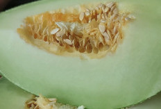 Buah Melon Kaya Akan Kandungan Vitamin untuk Mencegah Penuaan Dini