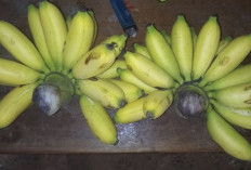 Manfaat Pisang, Buah Lezat yang Ampuh Cegah Penuaan Dini