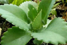 Tips menggunakan daun cocor bebek sebagai pengobatan alami Untuk Mengatasi Sakit Kepala
