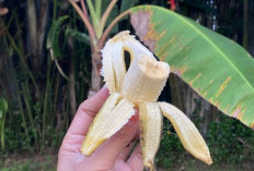 Manfaat Mengonsumsi Buah Pisang Secara Rutin, Ampuh untuk Mengatasi Anemia