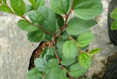 Hilangkan Rambut Rontok dengan Terapi Daun Bidara yang Alami dan Efektif