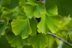 Mengatasi Tinnitus dengan Daun Ginkgo Biloba Solusi Alami yang Efektif