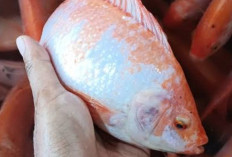 Tidak Harus Mahal, Ternyata Ini 7 Daftar Ikan Kaya Akan Protein Yang Baik Untuk Kesehatan