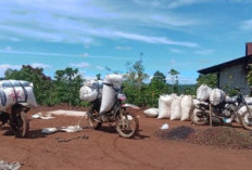 Harga Kopi Turun, Petani OKU Selatan Resah Jelang Panen 2026