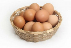 Rutin Mengkonsumsi Telur Ternyata Dapat Membuatnya Berat Badan Ideal