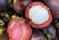 Manfaat Tersembunyi Buah Manggis yang Jarang Diketahui, Dapat Meredakan Radang Sendi