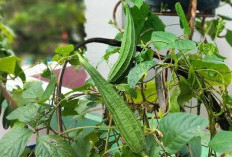 Banyak yang Belum Tahu, Ini Dia Manfaat Oyong Dalam Meengatasi Peradangan