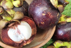 Khasiat Luar Biasa Kulit Manggis! Mulai Noda Hitam hingga Penuaan Dini Lenyap