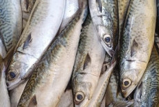 Ikan Makarel, Kaya Akan Nutrisi Penting untuk Mencegah Penuaan Dini