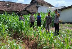 Kapolsek BP Peliung IPTU Wilson Cek Tanaman Jagung