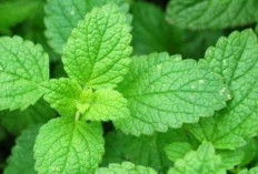 Benarkah Daun Peppermint Bisa Meredakan Kram Perut? Simak Penjelasannya