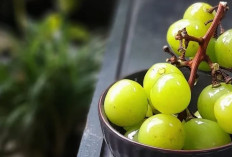 Apa Saja Manfaat Makan Buah Anggur Hijau?