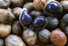 Inilah 7 Manfaat Kacang Bogor yang Wajib dikonsumsi, Selain Untuk Kecantikan juga Baik Bagi Kesehatan Jantung 