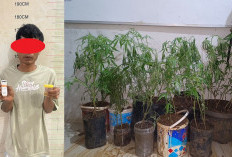 Budidaya 44 Batang Ganja Dalam Rumah, Petani Empat Lawang Ditangkap