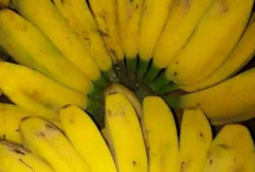 Tips Merebus Pisang Kepok untuk Penderita Diabetes, Pilihan Cemilan Sehat Dan Lezat