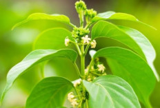 Daun Gurmar juga Dikenal memiliki Berbagai Manfaat, Termasuk Menurunkan Kadar Gula Darah