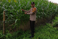 Cek Tanaman Jagung Dukung Program Ketahanan Pangan