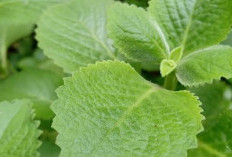 Yuk Simak, Tips Menggunakan Oregano untuk Meredakan Flu dan Batuk