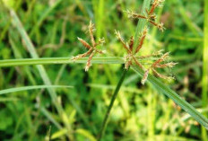 Mengatasi Infeksi Kulit dengan Daun Teki: Solusi Alami yang Efektif