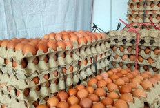 HAP Telur Rp26.500 per Kg, Peternak Diminta Laporkan Pelanggaran