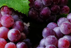Konsumsi Buah Anggur dan Pengaruhnya Terhadap Penuaan Dini