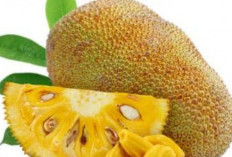  Selain Memiliki Rasa yang Manis, Buah Nangka Dapat Mencegah kanker