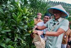 Sandiaga Uno Jajal Wisata Petik Jeruk di Desa Wisata Wringinanom Malang, Desa Subur Segala Jenis Pertanian