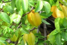 Daun Belimbing Manis: Solusi Alami Mengatasi Peradangan