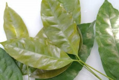 Daun Melinjo, Pengobatan Alternatif untuk Meredakan Nyeri