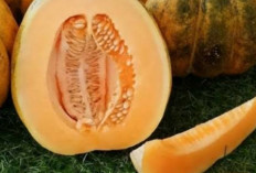 Meningkatkan Kekebalan Tubuh dengan Mengonsumsi Buah Blewah